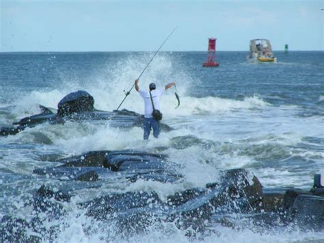 Fish Species in Indian River Inlet